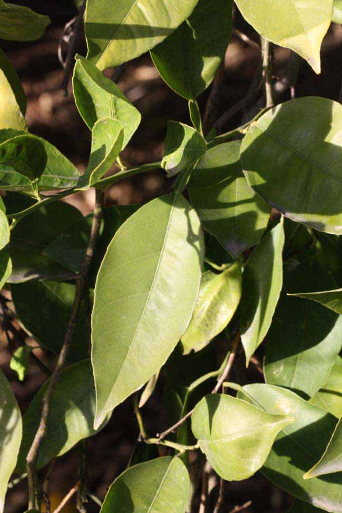            Sun leaves (Riverside, CA)   